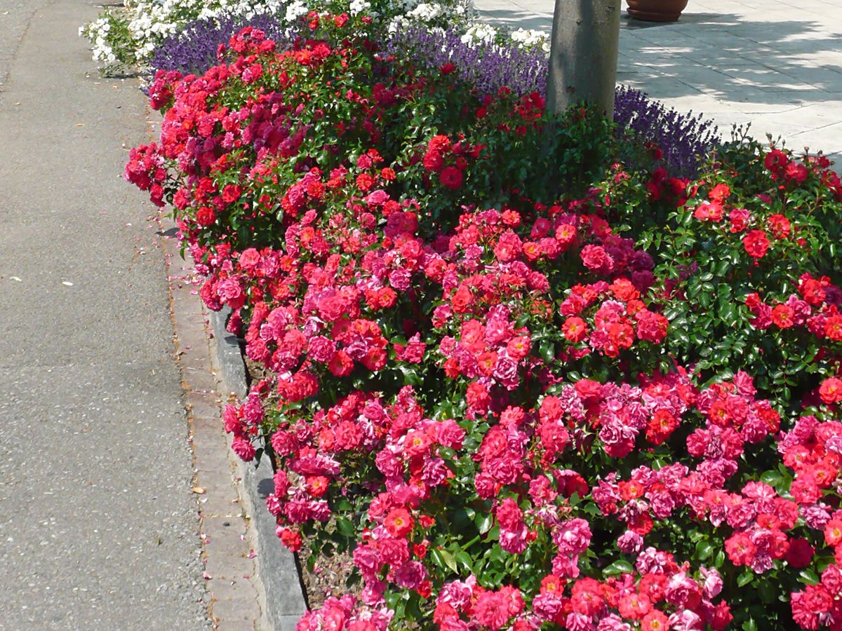 Heidefeuer® Boden- und flächendeckende Rose (anspruchslos, Hagebutten) Heidefeuer® Boden- und flächendeckende Rose (anspruchslos, Hagebutten)