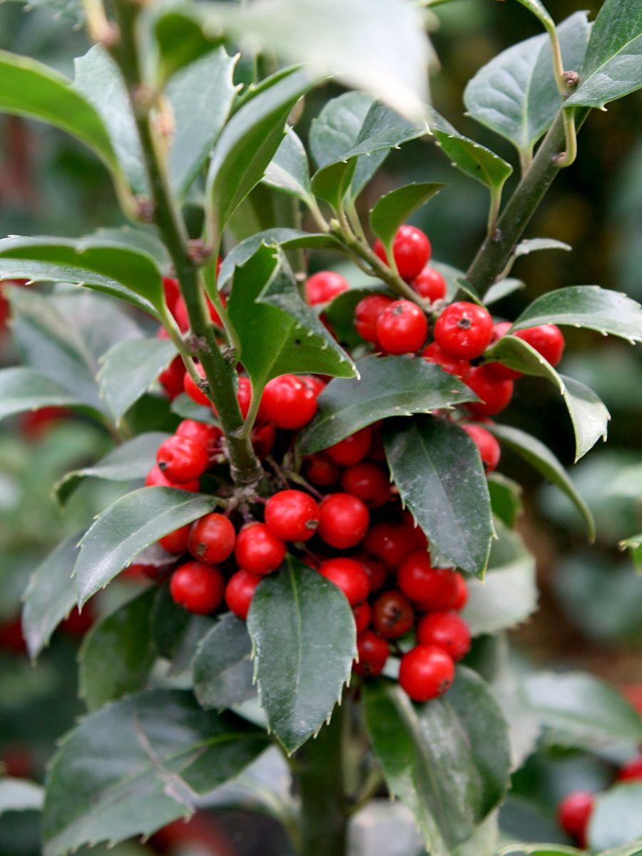 Stechpalme Heckenfee® Stechpalme Heckenfee®