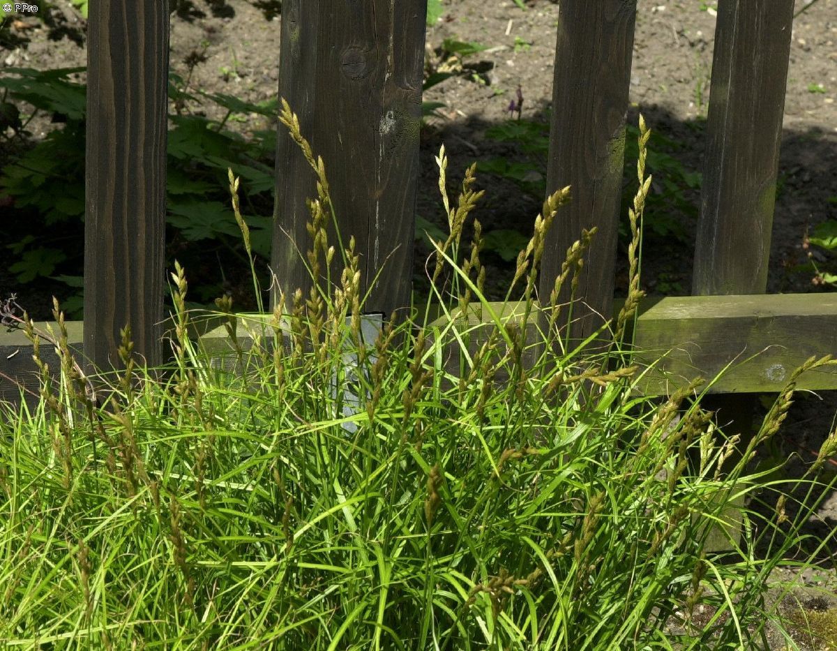 Weissbunte Palmwedelsegge Silberstreif