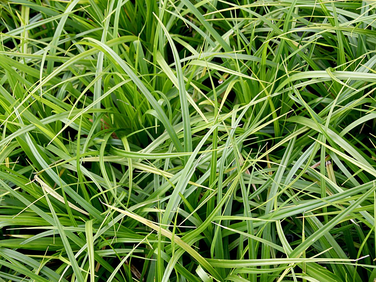 Japansegge Irish Green