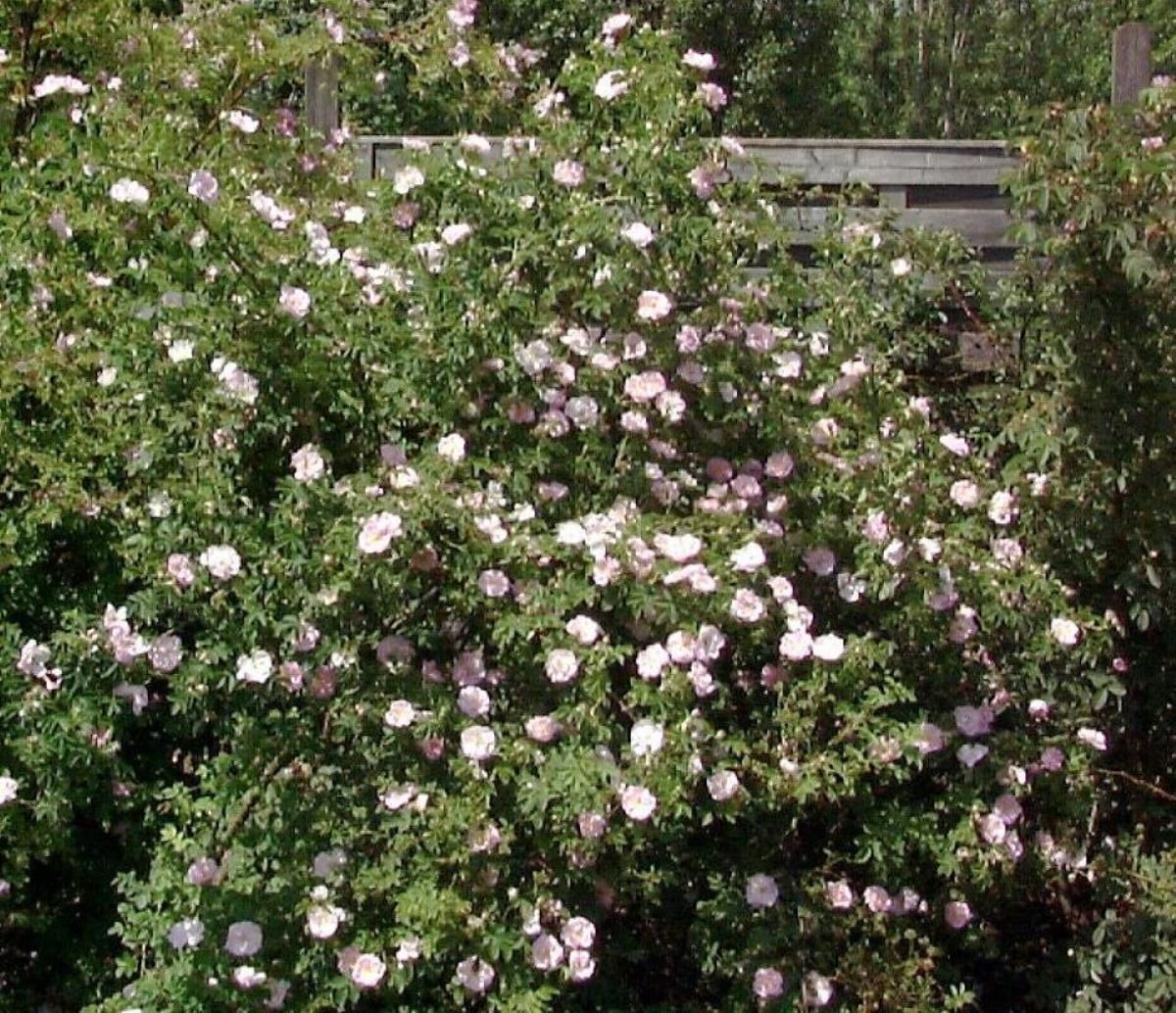 Ackerrose (Feldrose) Ackerrose (Feldrose)