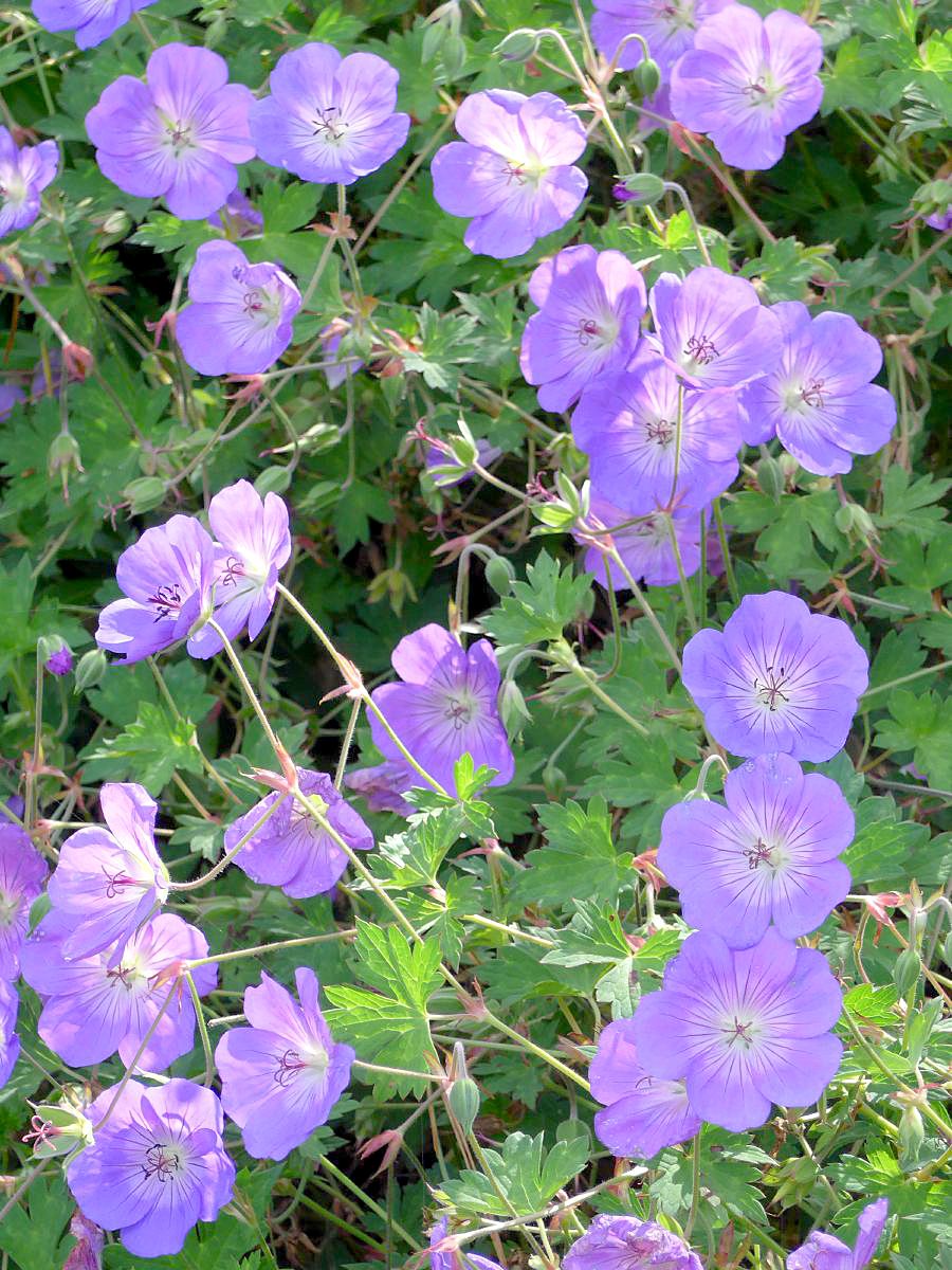 Storchschnabel Rozanne® Storchschnabel Rozanne®