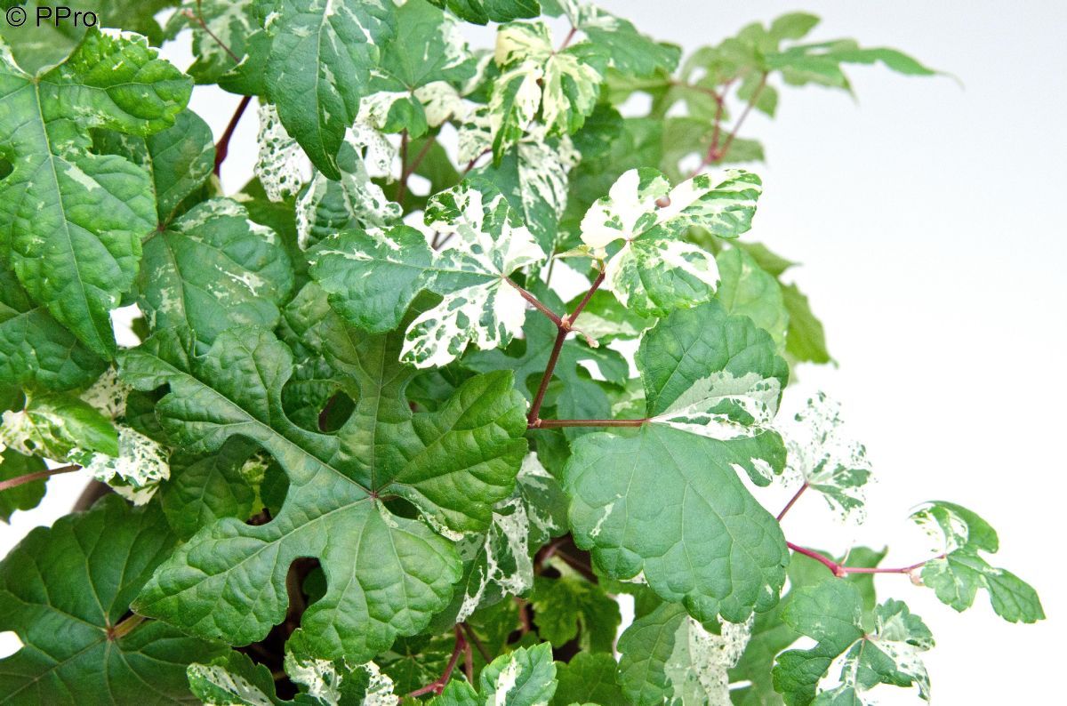 Zaunrebe Elegans