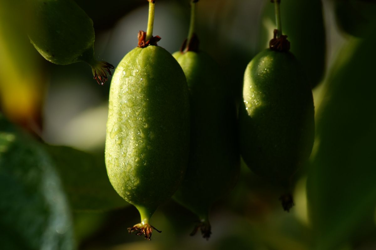 Issai Kiwi (anspruchslos, selbstbefruchtende Sorte) Issai Kiwi (anspruchslos, selbstbefruchtende Sorte)