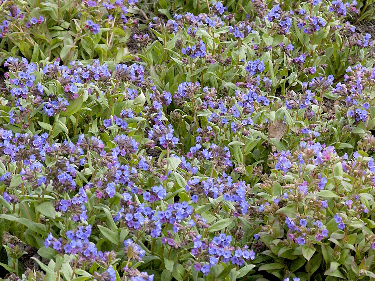 Lungenkraut Azurea