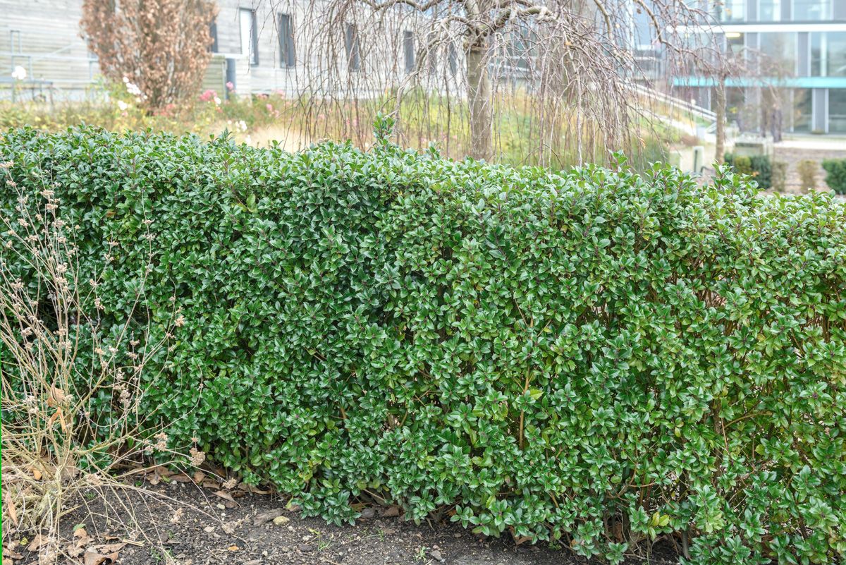 Stechpalme Heckenstar Stechpalme Heckenstar