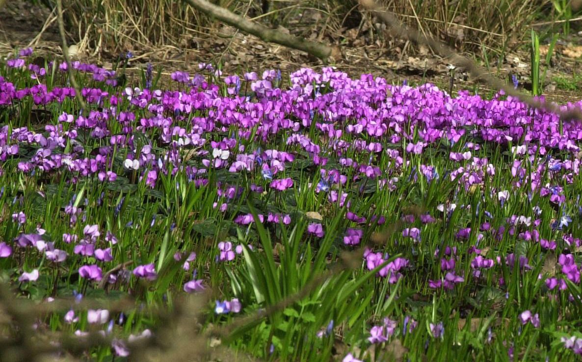 Alpenveilchen
