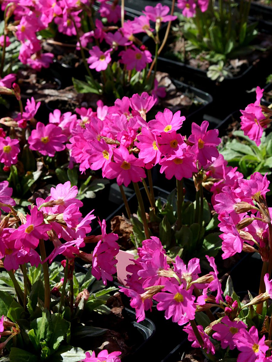 Rosenprimel Gigas