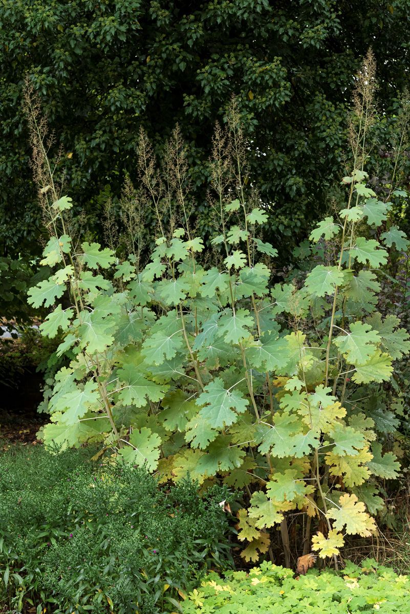 Federmohn
