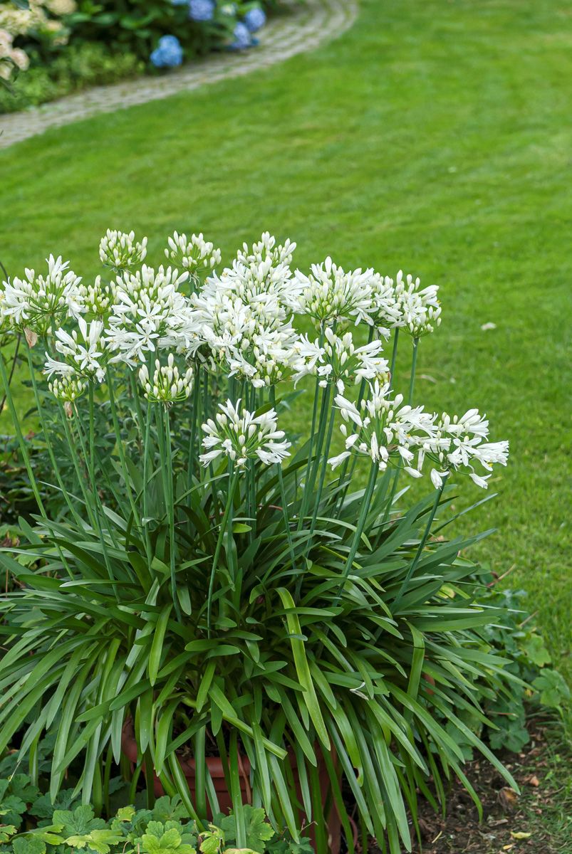 Schmucklilie, Liebesblume Albus