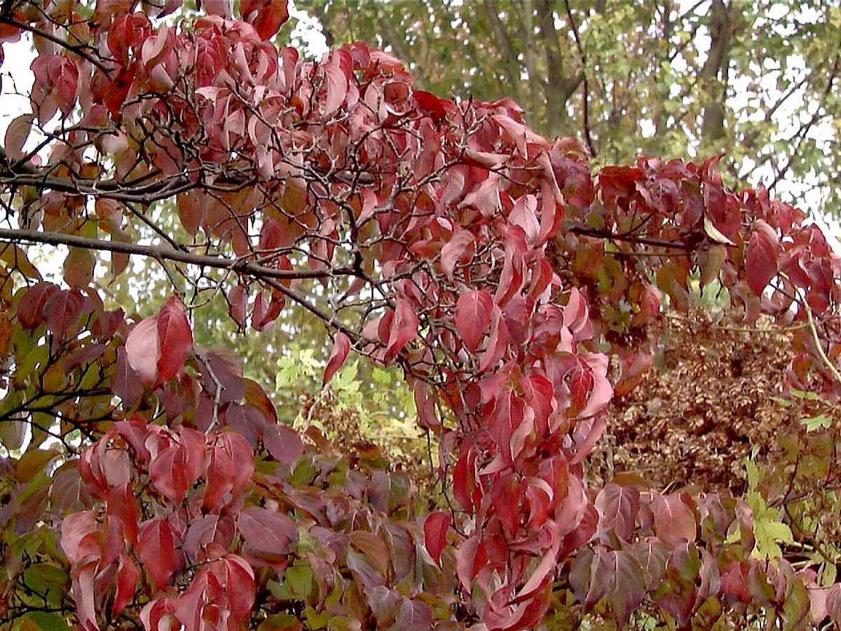 Japanischer  Blumenhartriegel
