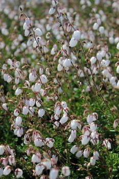 Irische Heide Cinderella