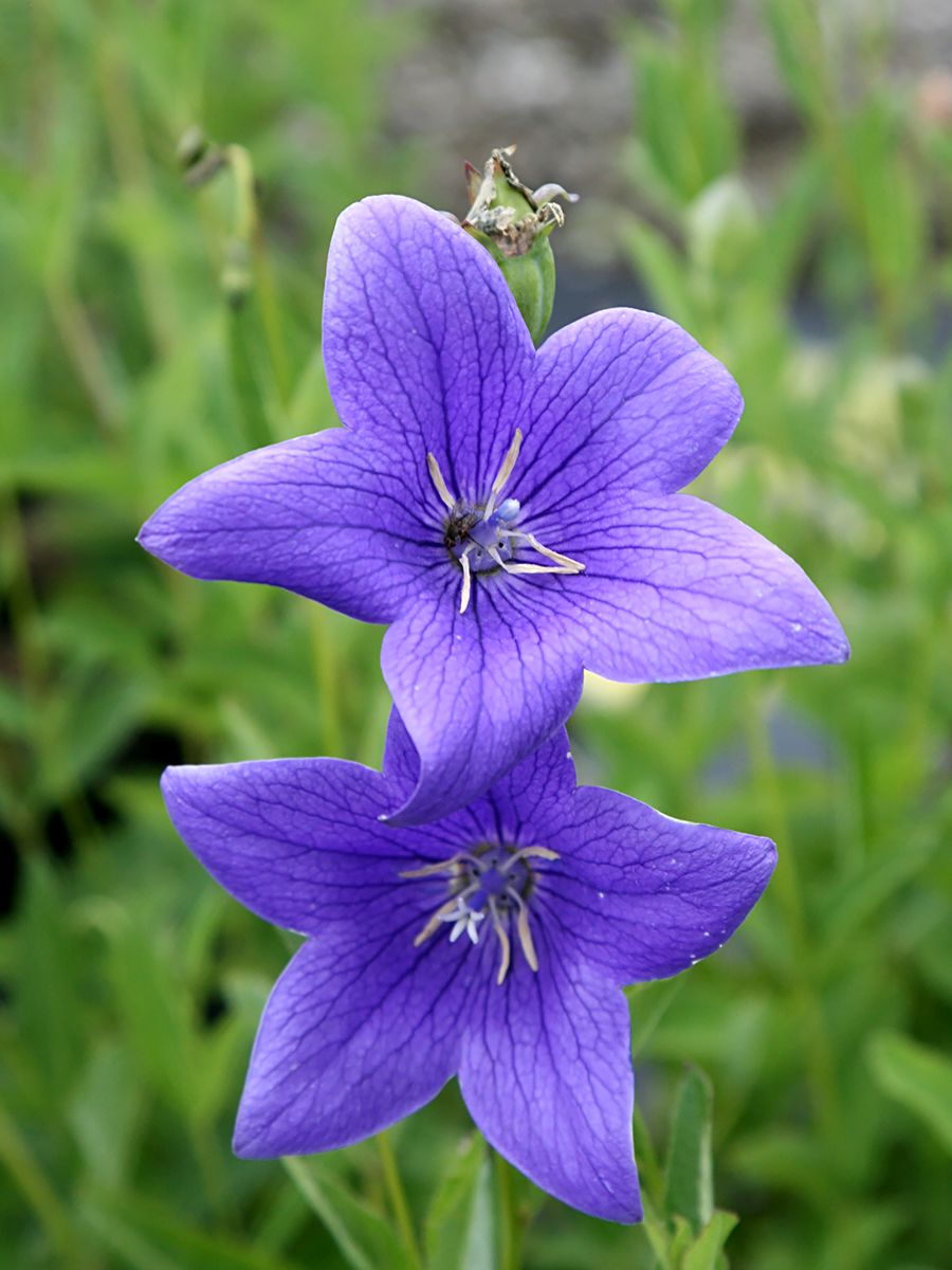 Ballonblume Mariesii