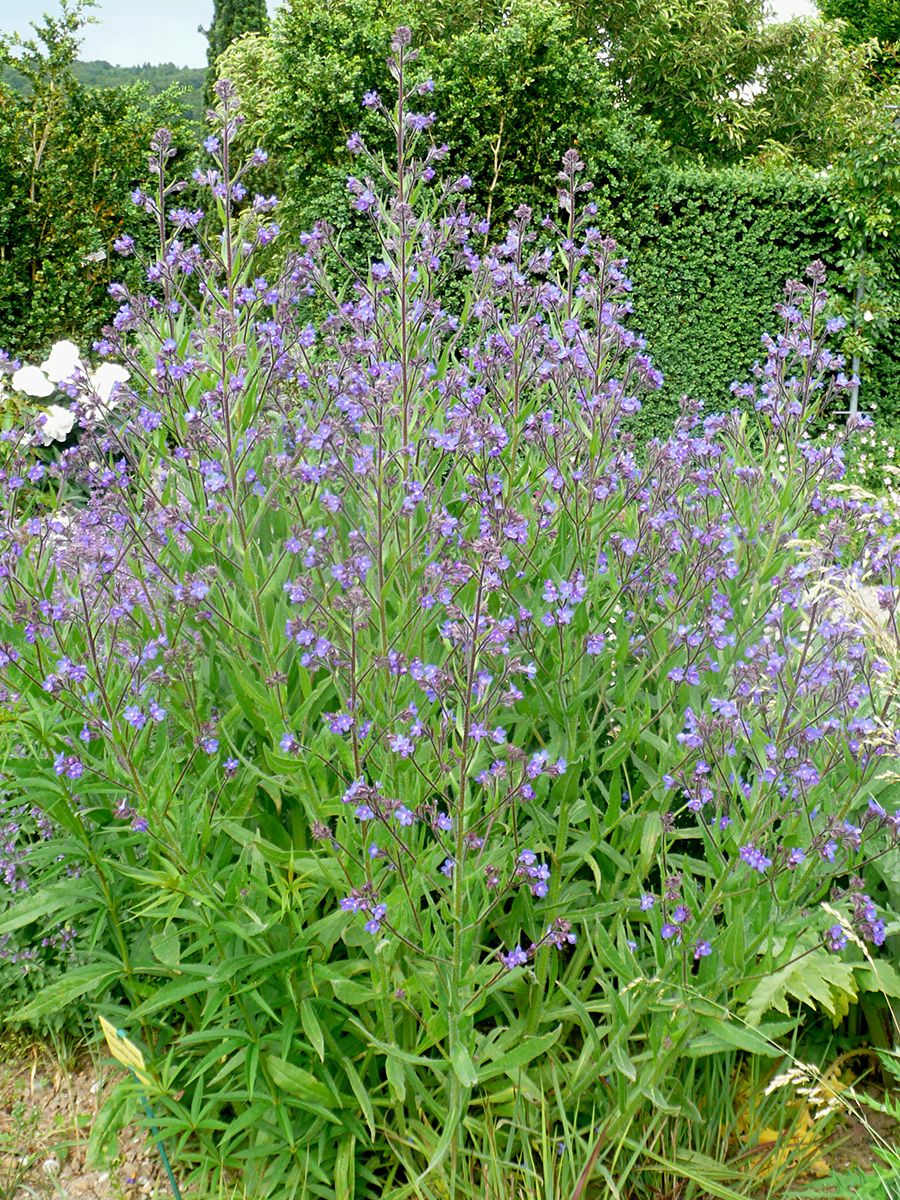 Ochsenzunge Loddon Royalist