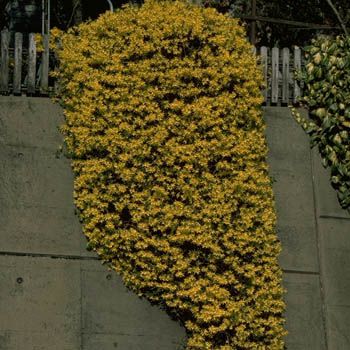 Hängeforsythie