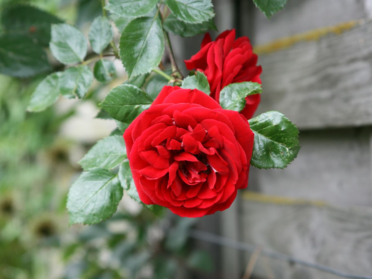 Sympathie® Kletterrose