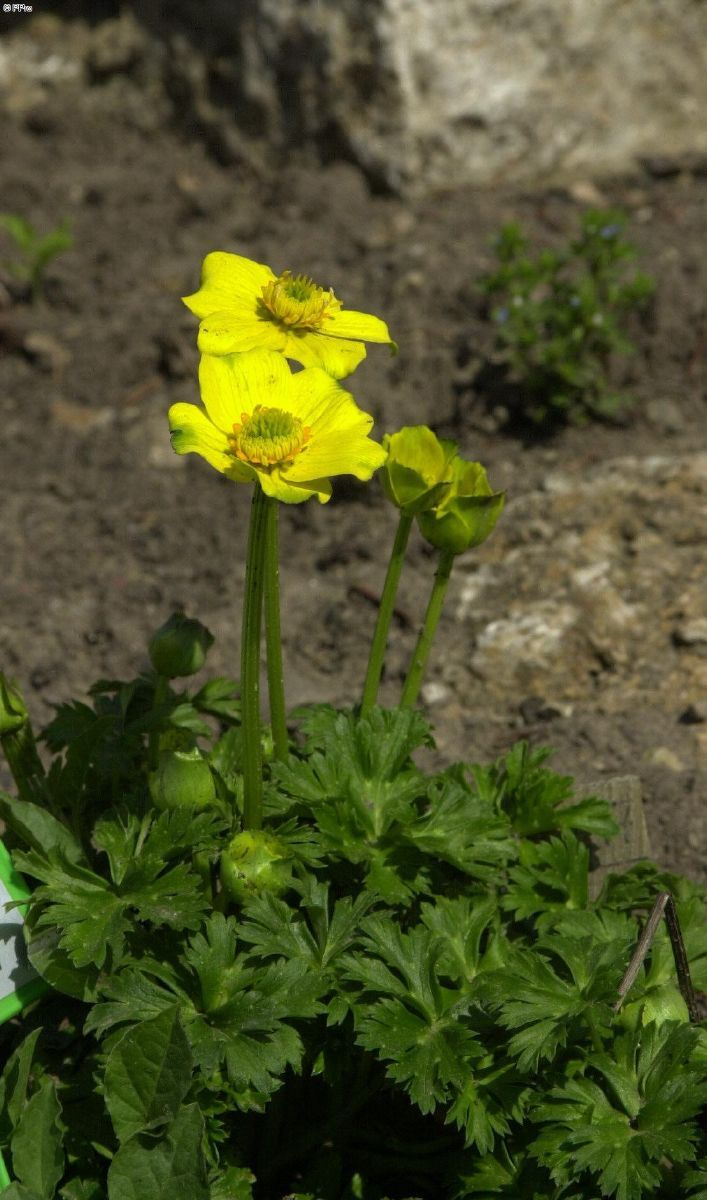 Trollblume Trollblume