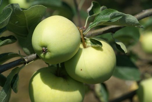 Klarapfel