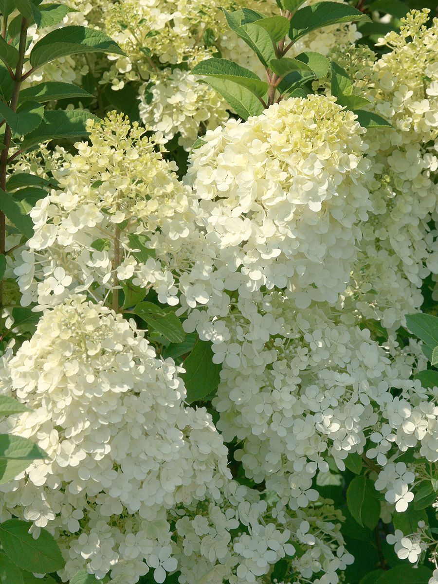 Zwergrispenhortensie Bobo® Zwergrispenhortensie Bobo®