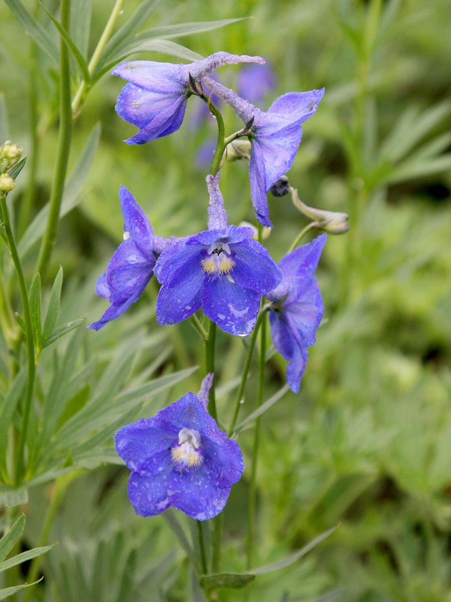 Hoher Edelrittersporn Atlantis Hoher Edelrittersporn Atlantis