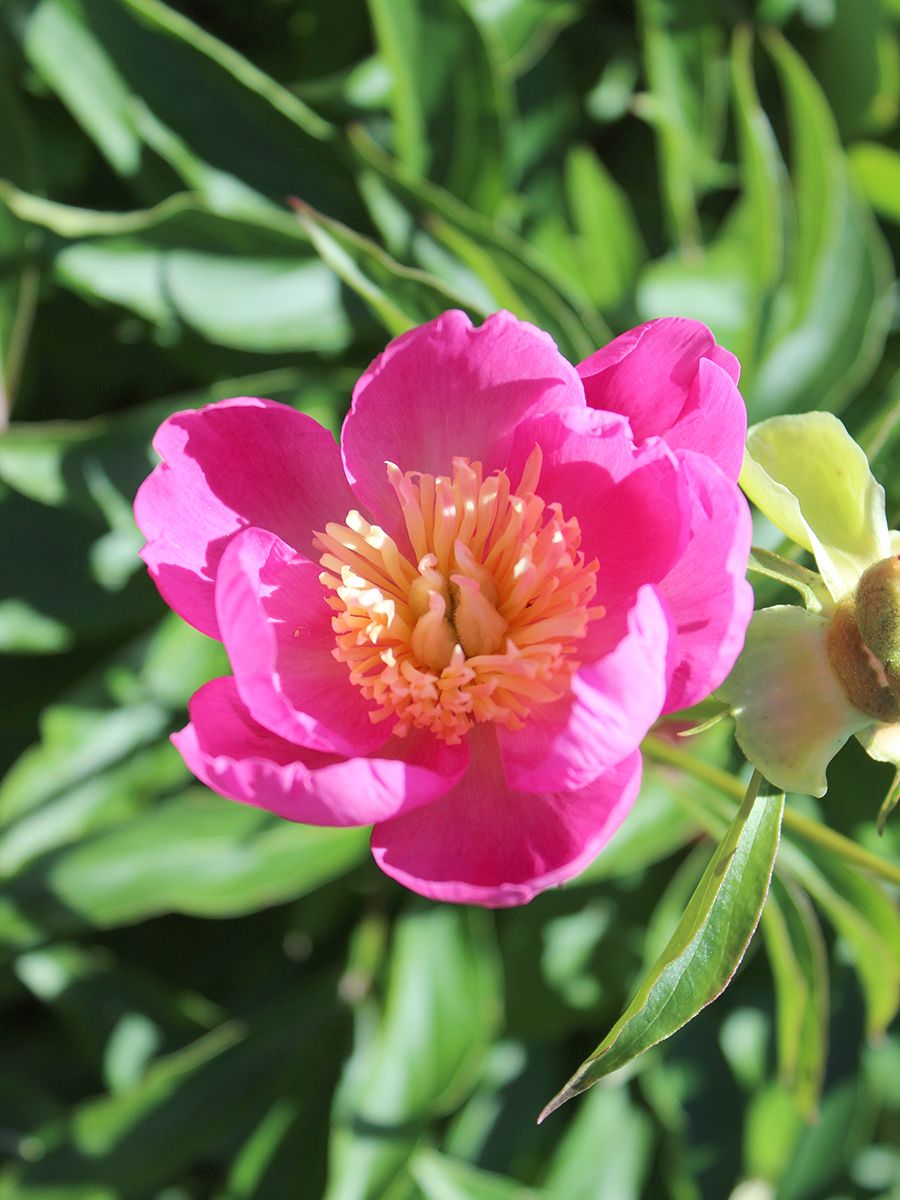 Pfingstrose Wladislawa