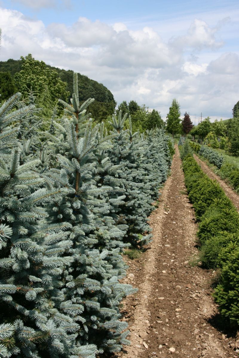Blaufichte Oldenburg