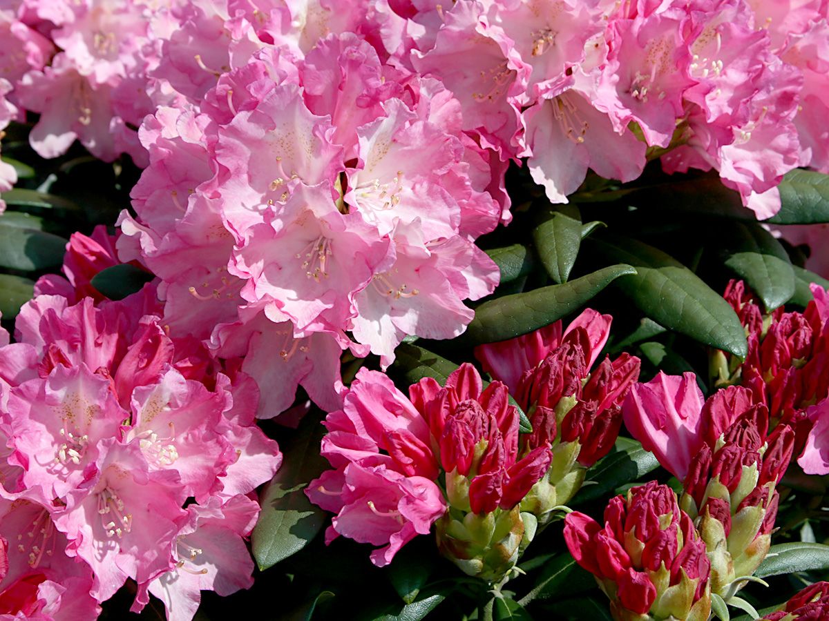 Rhododendron Kalinka Rhododendron Kalinka