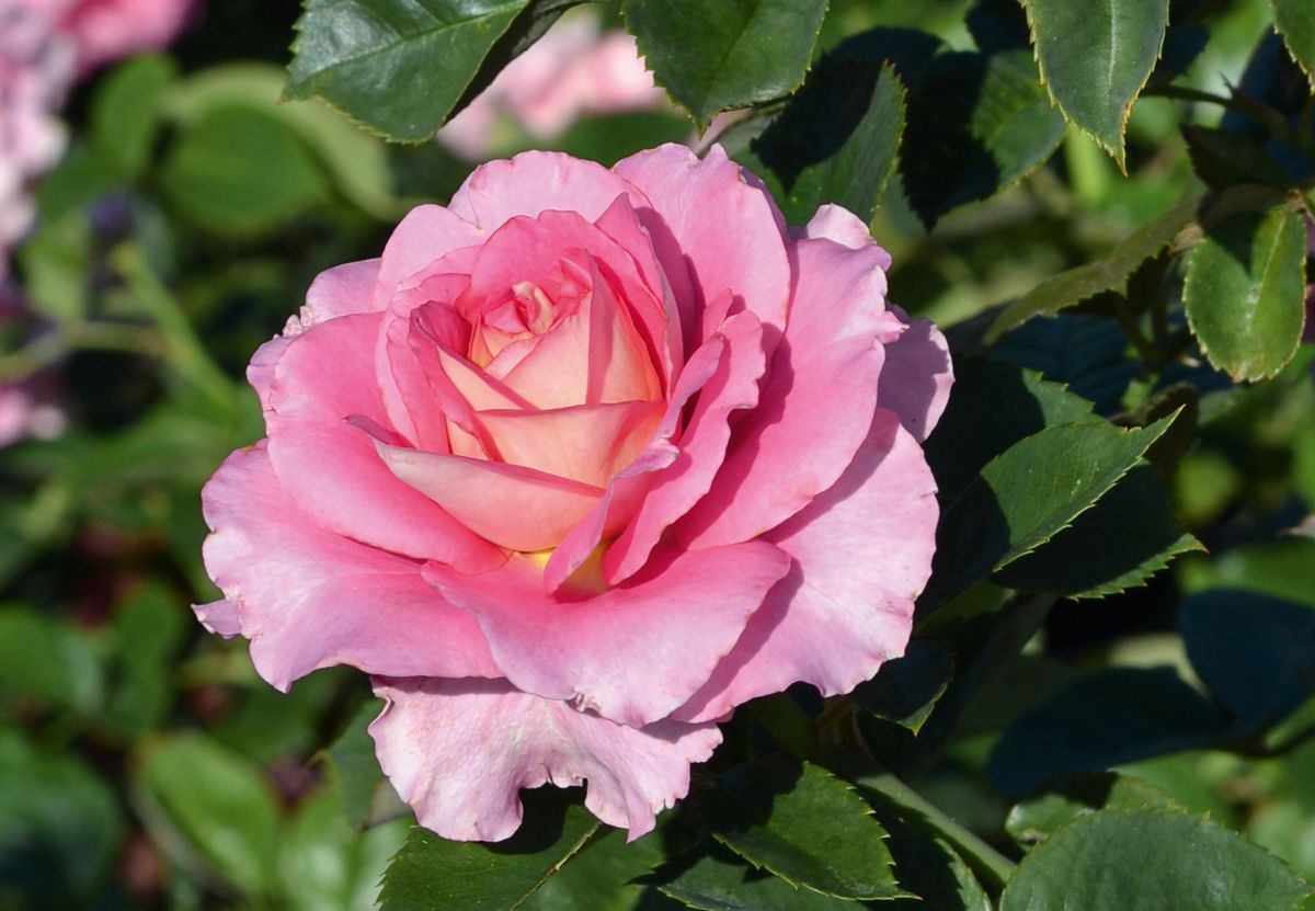 Timeline® Englische- und Romantische Rose