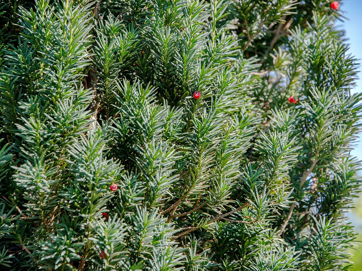 Säuleneibe Fastigiata Robusta Säuleneibe Fastigiata Robusta