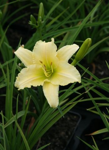 Taglilie EveryDayLily Cream