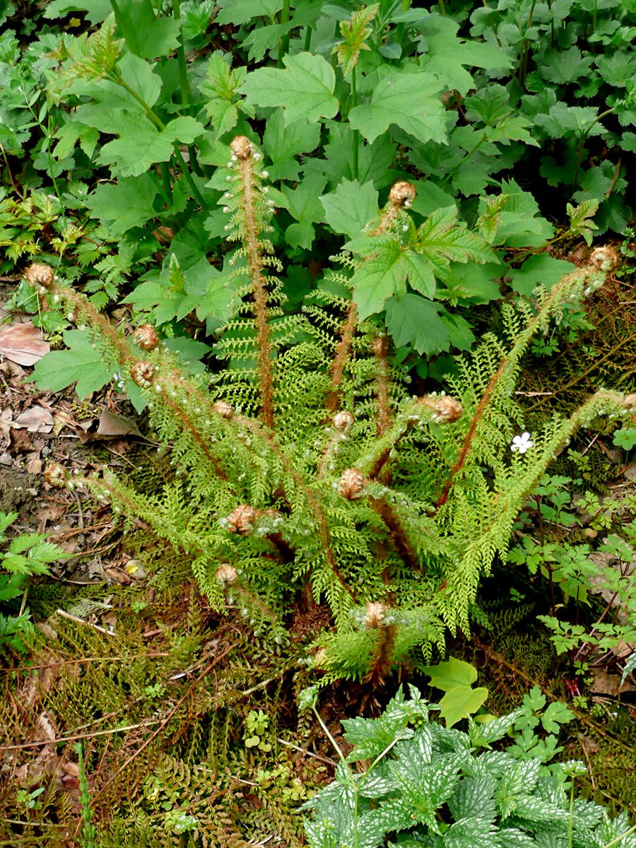 Flaumfederschildfarn Plumoso-densum Flaumfederschildfarn Plumoso-densum