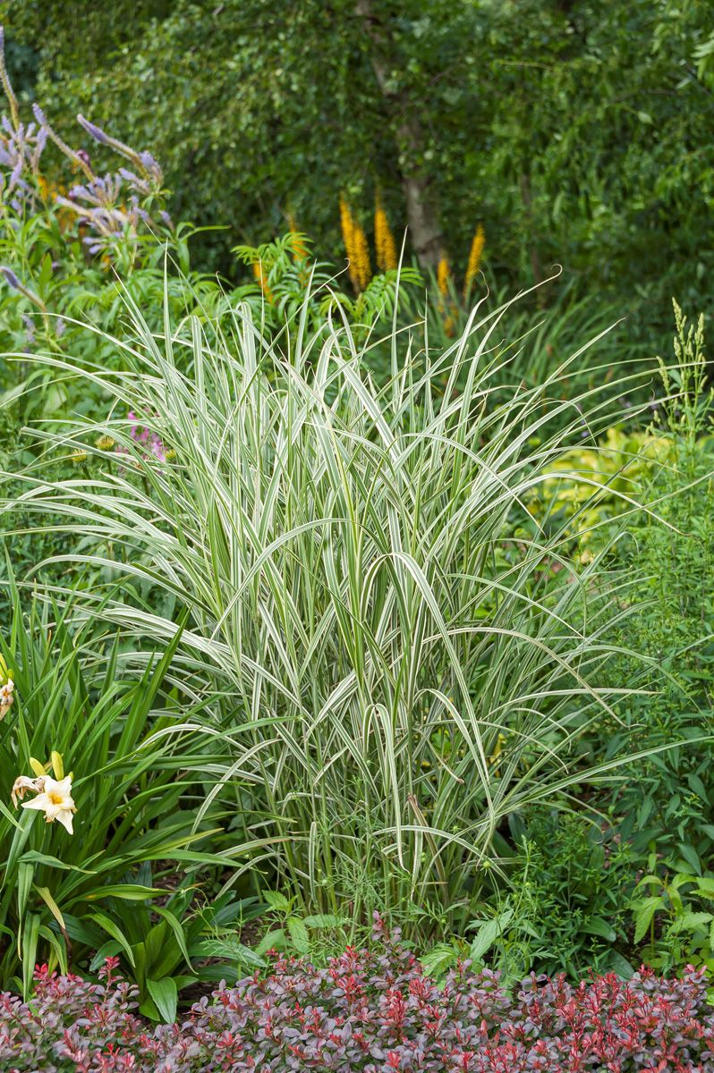 Chinaschilf Variegatus Chinaschilf Variegatus