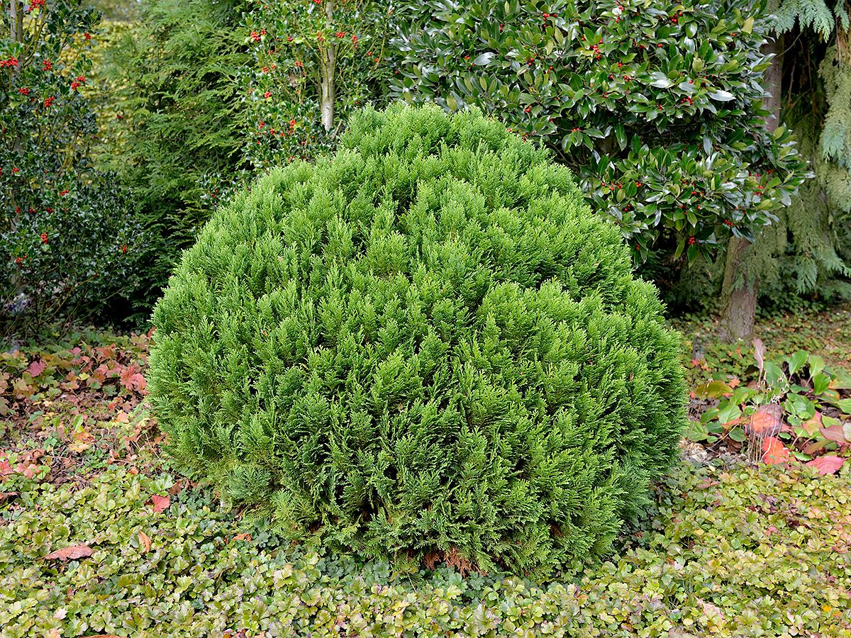 Scheinzypresse Globosa