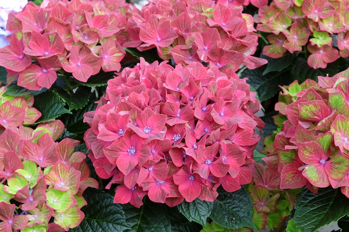 Gartenhortensie Schloss Wackerbarth