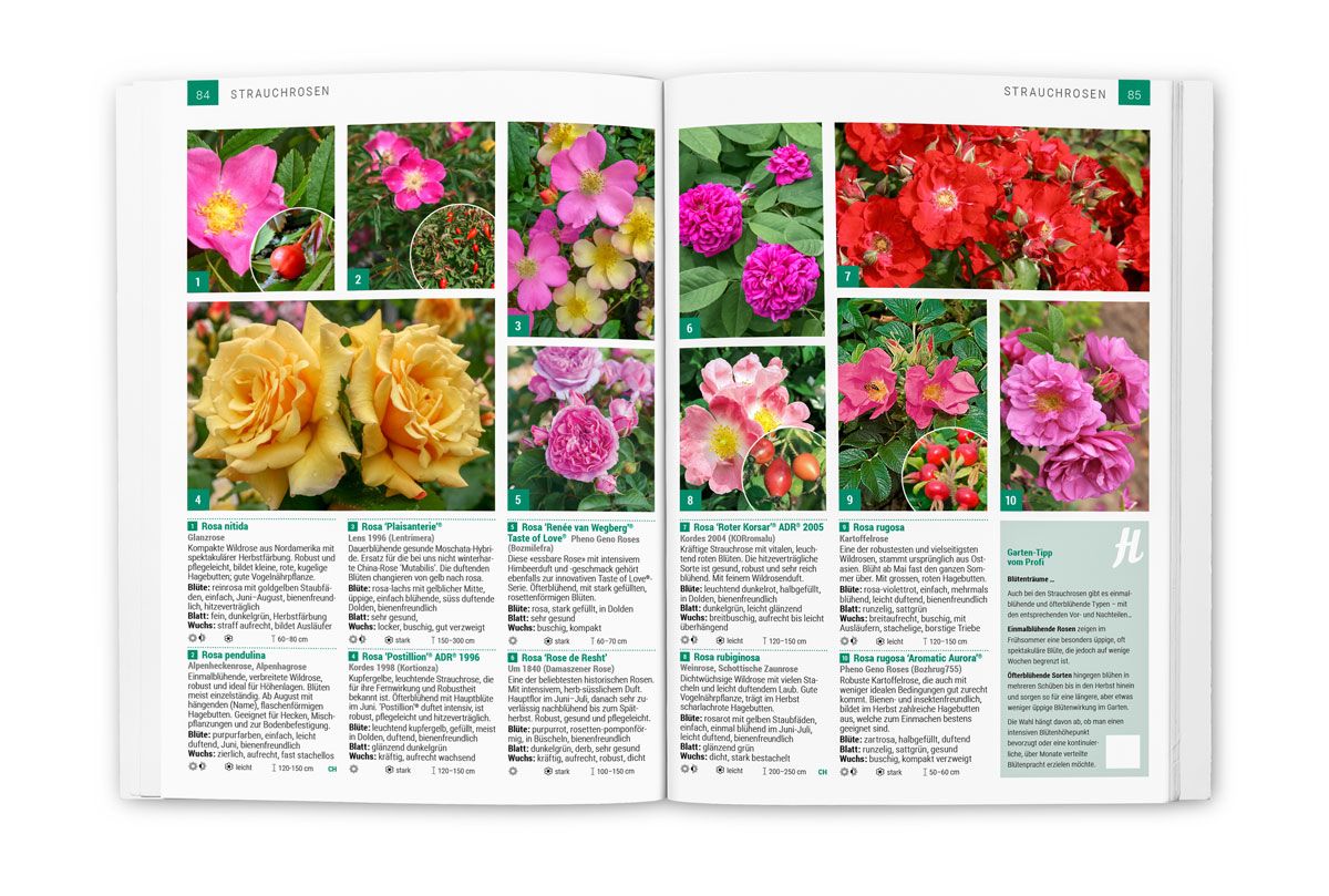 Fachbuch Rosen