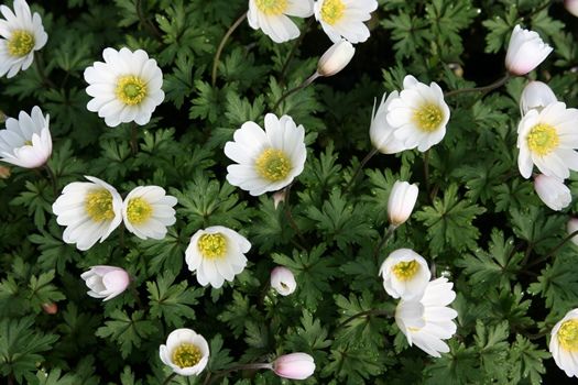 Strahlenanemone White Splendour Strahlenanemone White Splendour