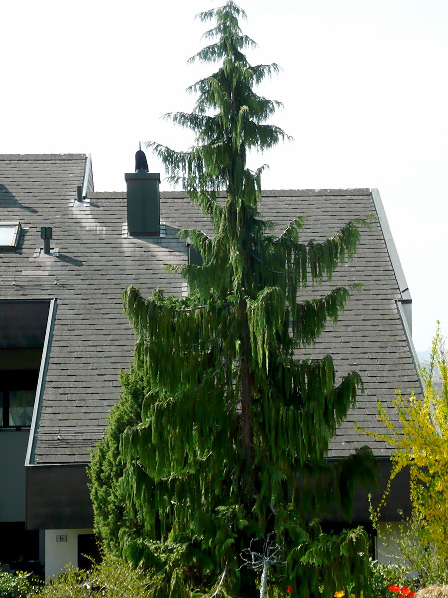 Scheinzypresse Pendula