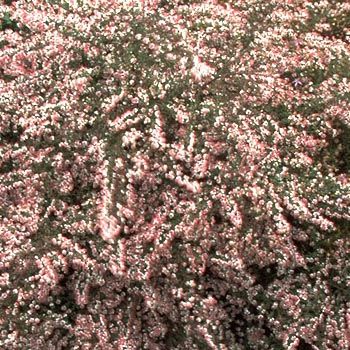 Aster Horizontalis