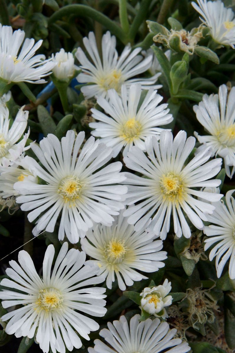Mittagsblume White Wonder