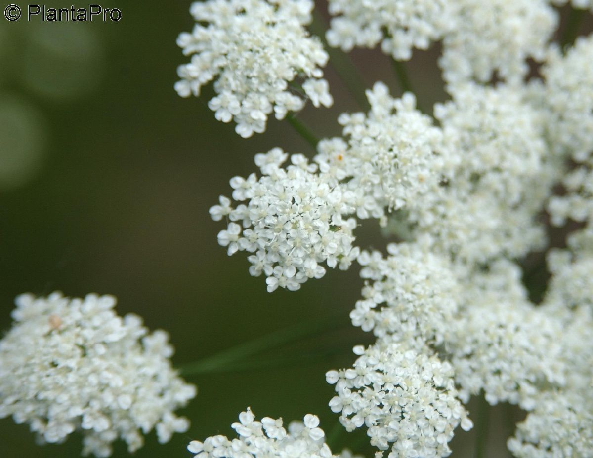 Kleine Bibernelle Kleine Bibernelle