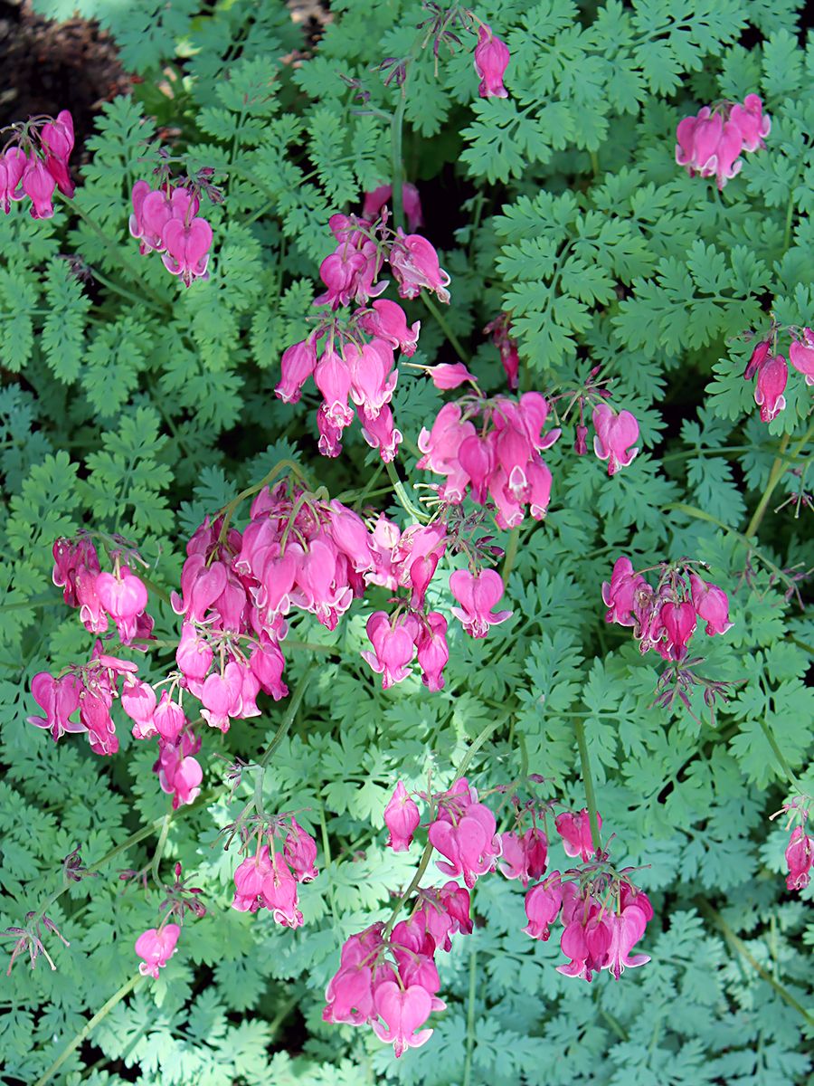 Frauenherz Candy Hearts, Dicentra Candy Hearts Hauenstein AG