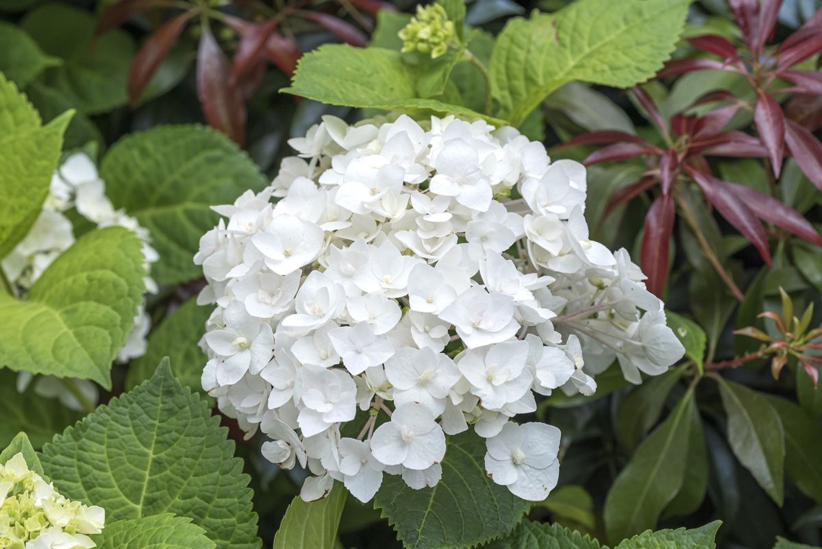 Gartenhortensie The Bride® Gartenhortensie The Bride®