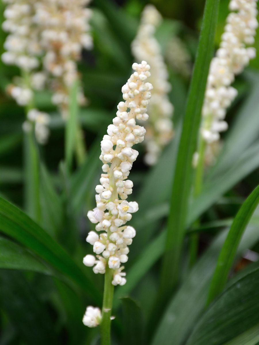Lilientraube Monroe White Lilientraube Monroe White