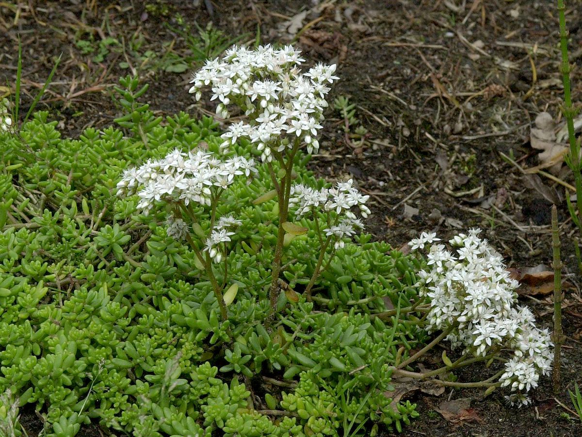 Weisser Mauerpfeffer Coral Carpet