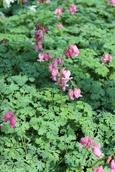Frauenherz, Herzblume King of Hearts® Frauenherz, Herzblume King of Hearts®
