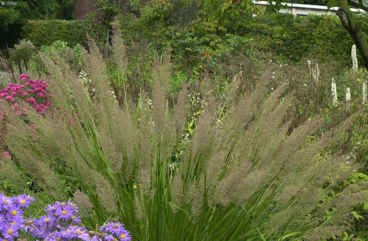 Diamantreitgras Diamantreitgras