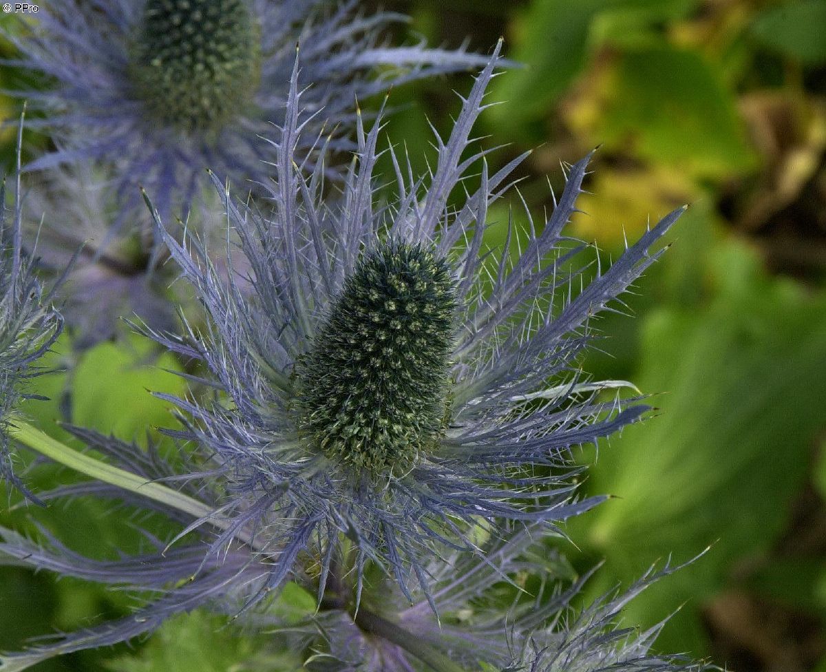 Alpendistel, Alpenmannstreu Blue Star