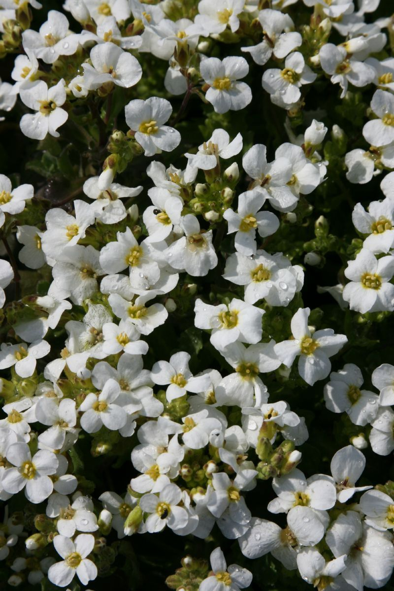 Kaukasische Gänsekresse Schneehaube, Arabis caucasica Schneehaube