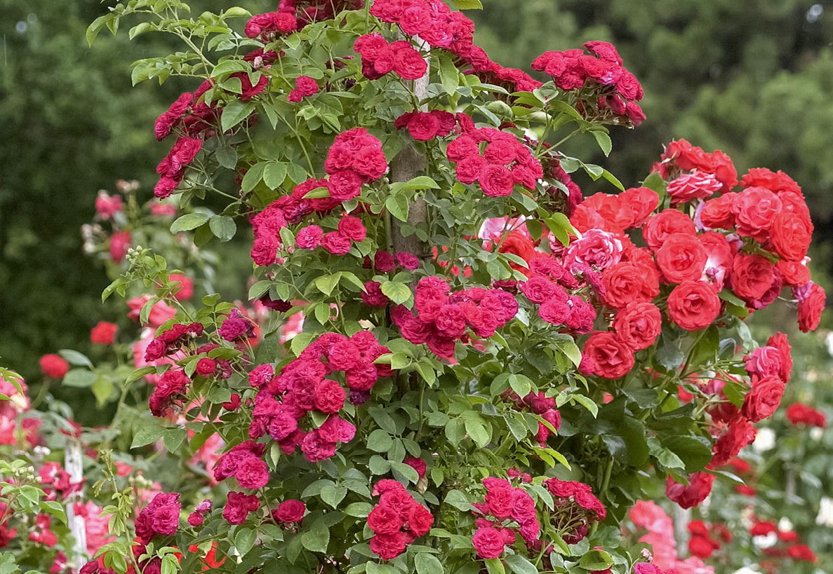 Chevy Chase(R) Kletterrose (Rambler, anspruchslos)