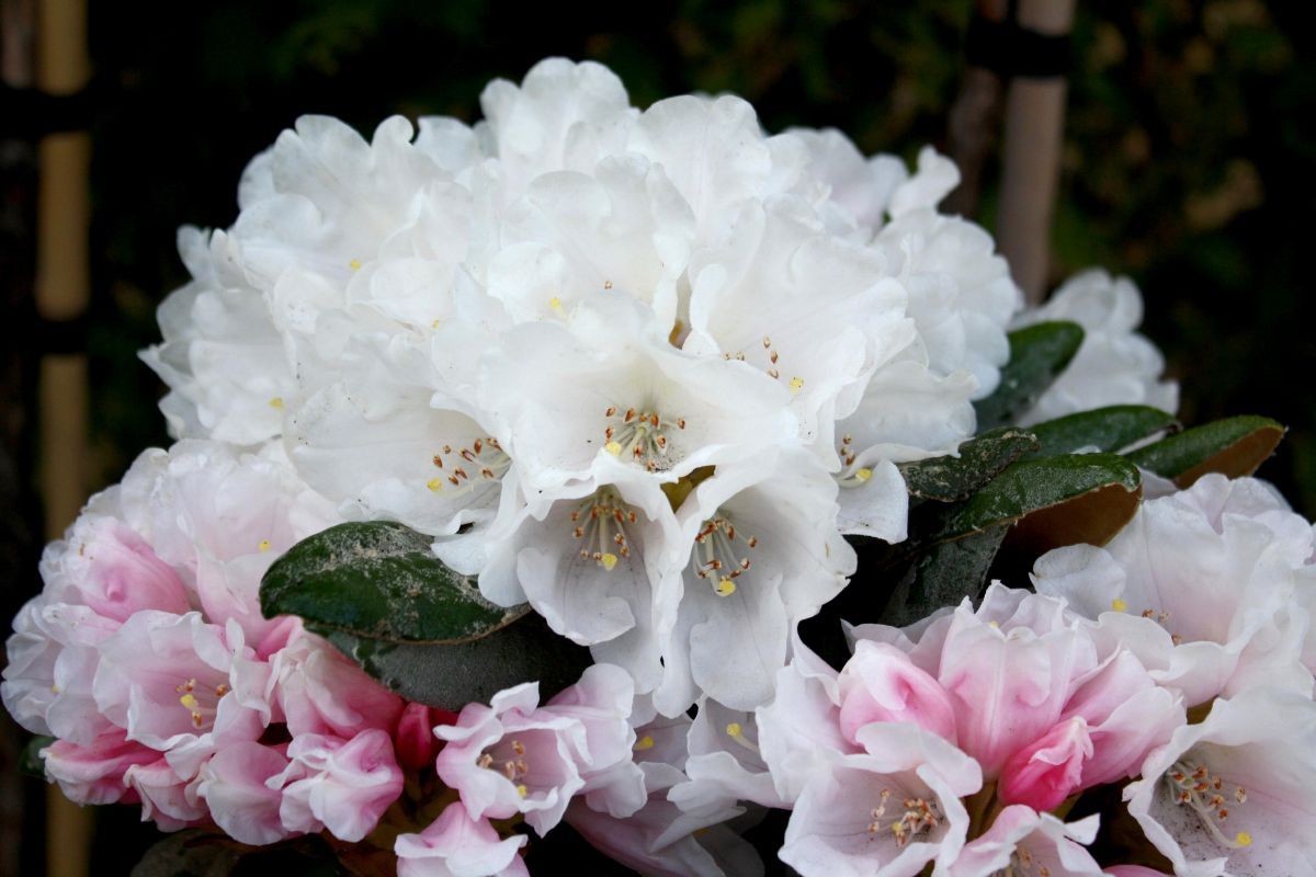 Rhododendron Yaku Angel